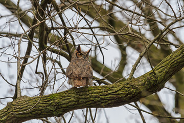 adult great horned owl perched in a tree overlooking a forest.
