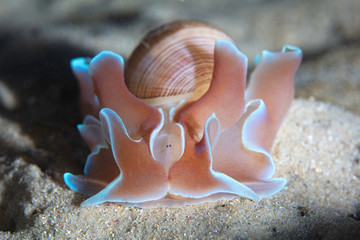 Wall Mural - Rose Petal Bubble shell Nudibranch on Sand