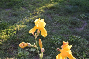 Wall Mural - Yellow Iris Flowers