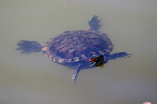 High Angle View Of Turtle Swimming In Lake