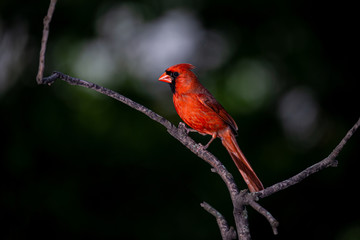 Poster - Northern cardinal
