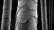 Hair microscope scan. Inside damaged strands of hair. Microscopic hair visualization