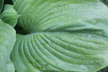 Wall Mural - Raindrops on Hasta leafs 2020 VI