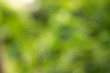 © Panuwat Khanisan - Green bokeh, focus soft blur, nature backgrounds.