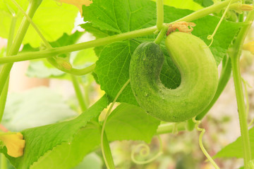 Wall Mural - cucumber has bent shape. not perfect growth cucumber.