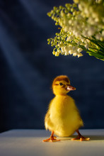 Duckling Stands Under Flowers On A Black Background. 