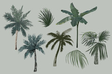 Tropical Vintage Palm Trees Set. Vector Illustration. Isolated Image