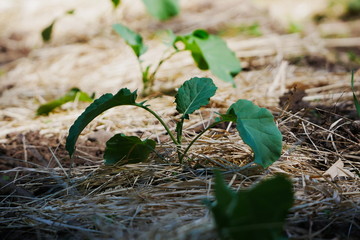 Broccoli seedlings in early evening light