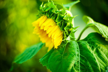 Yellow decorative sunflower with lens flare effect for evening scene..Soft blurred and soft focus of sunflower, Asteraceae, flower with the bokeh, beam, light and lens flare effect tone background