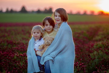 Canvas Print - Beautiful children, brothers in gorgeous crimson clover field on sunset,