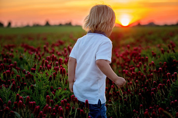 Poster - Beautiful children, brothers in gorgeous crimson clover field on sunset,