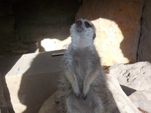 Close-up Of Meerkat Relaxing On Rock