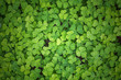 texture of green shamrock close up , clover backdrop macro , fresh grass trefoil background