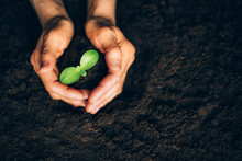 Hands Holding Green Seedling, Sprout Over Soil. Top View. New Life, Eco, Sustainable Living, Zero Waste, Plastic Free, Earth Day, Investment Concept. Sustainable Business With Environmental Concern