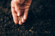 Hand growing seeds on sowing soil. Background with copy space. Agriculture, organic gardening, planting or ecology concept. Sustainable business investment. Gospel spreading