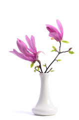 Wall Mural - Beautiful tender purple magnolia closeup in a vase on a white background