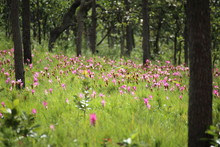 Krachiew Flower Field At Pa Hin Ngam National Park In Chaiyaphum, Thailand