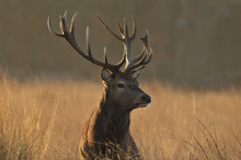 Autumn Deer Free Stock Photo - Public Domain Pictures