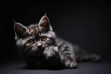 Studio shot of adorable scottish black tabby kitten on dark background.