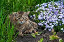 Vzroslyy Tigrovyy Kot Lezhit Na Zemle S Tsvetami  V Letniy Polden'.64/5000.Adult Tiger Cat Lies On The Ground With Flowers In The Summer Afternoon