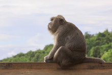 Macaque Staring In The Distance At Uluwatu Temple