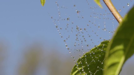 Wall Mural - spider web with dew swaying in the wind on a apple tree in spring time. macro close up shot.