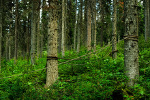Ropen Fence In Forest