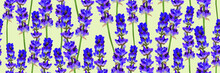 Seamless Floral Pattern With Lavander Flowers