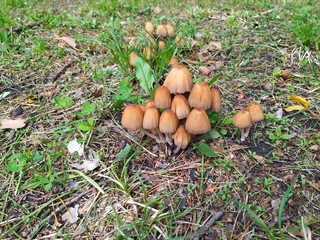 mushrooms in the grass