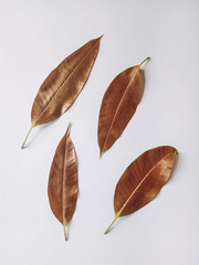 Mangoes leaves isolated on white. They are light brown.