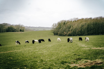 herd of cows