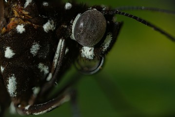 Wall Mural - common crow butterfly ultra macro