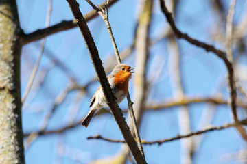 Wall Mural - European robin erithacus rubecula singing on branch of tree in forest in early spring. Cute common colorful songbird in wildlife.