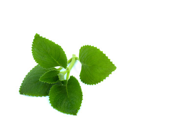 Wall Mural -  green leaves Borag indian isolated on white background