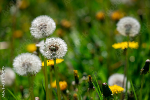 Dandelion flower in green grass.