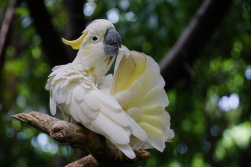 Kakatua koki (Cacatua galerita) sulphur crested cockatoo