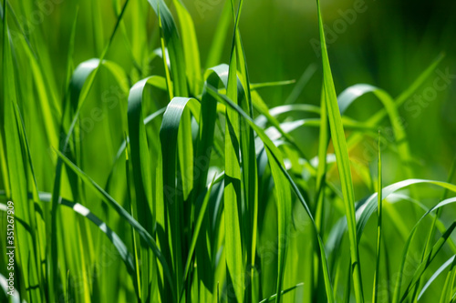 Fresh green grass background.
