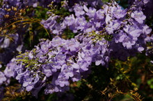 Jakaranda Purple Flowers