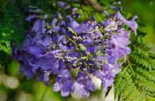 Jakaranda Purple Flowers