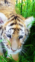 Portrait Of Tiger Cub On Field