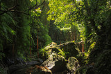 Fototapeta Perspektywa 3d - Dense equatorial vegetation tropical rainforest