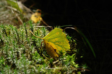 A Dry Green-yellow Birch Leaf Backlit By The Sun On A Clump Of Bog Haircap Moss (Polytrichum Strictum)