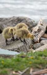 Canvas Print - Baby geese are exploring the beach with mother goose close by 