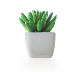 Wall Mural - Green succulent cactus in pot isolated on white background, decoration concept