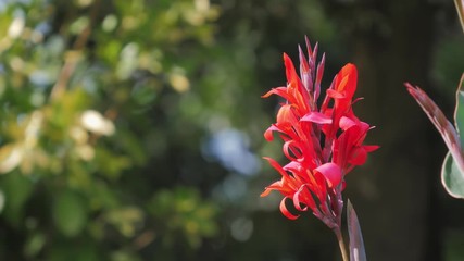 Wall Mural - Red flower with big green leaves, canna, canna lily, Flowers at the park