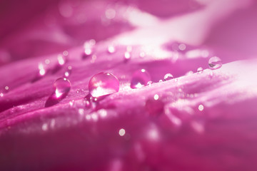  Drops of water on the pink petals of a peony. Bright beautiful detailed macro photo. Abstract floral summer background.