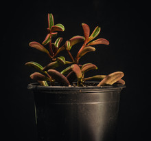 Peperomia Graveolens Is A Succulent Houseplant Originally From Ecuador