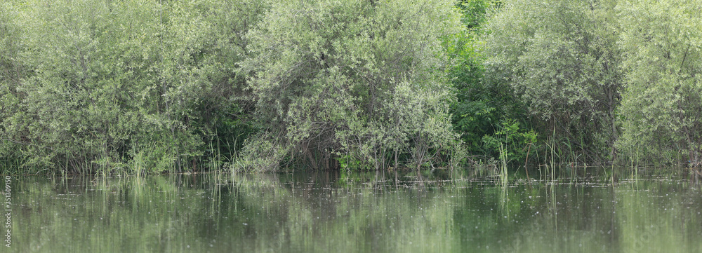 lush green vegetation on the shore of a pond - obrazy, fototapety, plakaty 