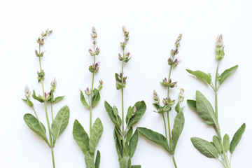 Wall Mural - Medicinal herb Salvia officinalis isolated on white background. The plant is used not only as a medicinal herb but also as a spice the concept of healthy nutrition.