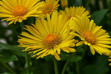 Blossoms of coneflowers (rudbeckia) in yellow and orange